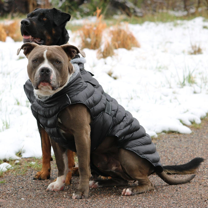 black dog coat extreme warmth
