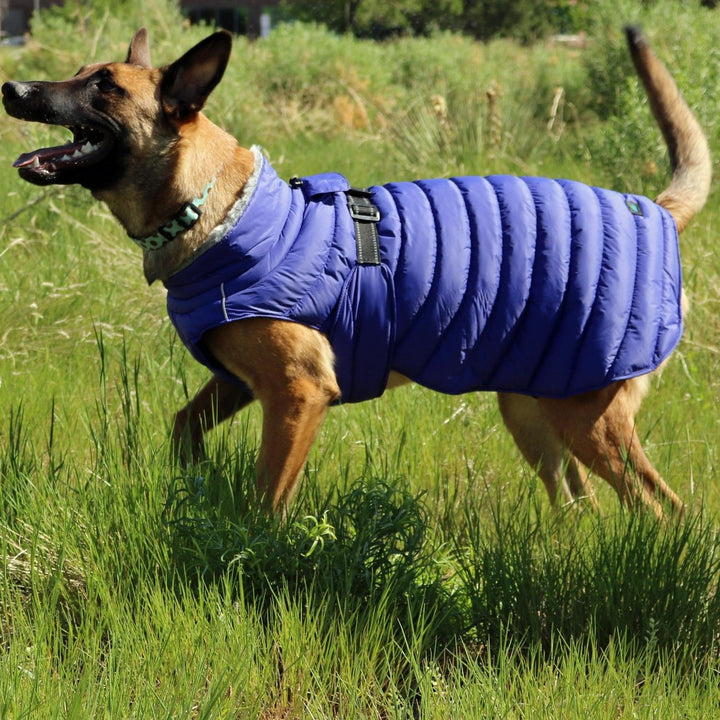 blue dog coat for extreme weather