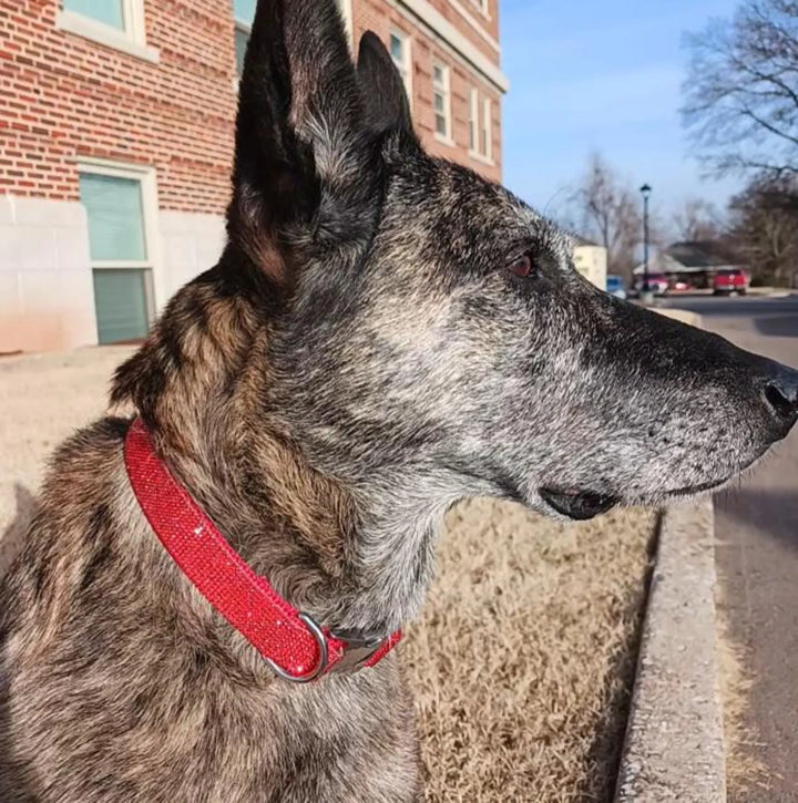Red Rhinestone Metal Buckle Collar