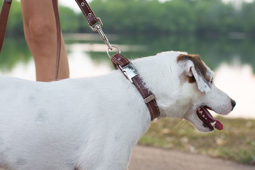 brown collar and leash leather