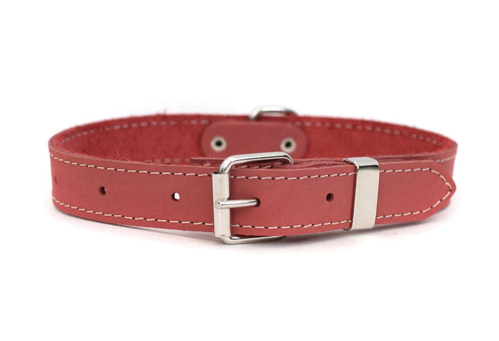 Coral dog collar matching lead too