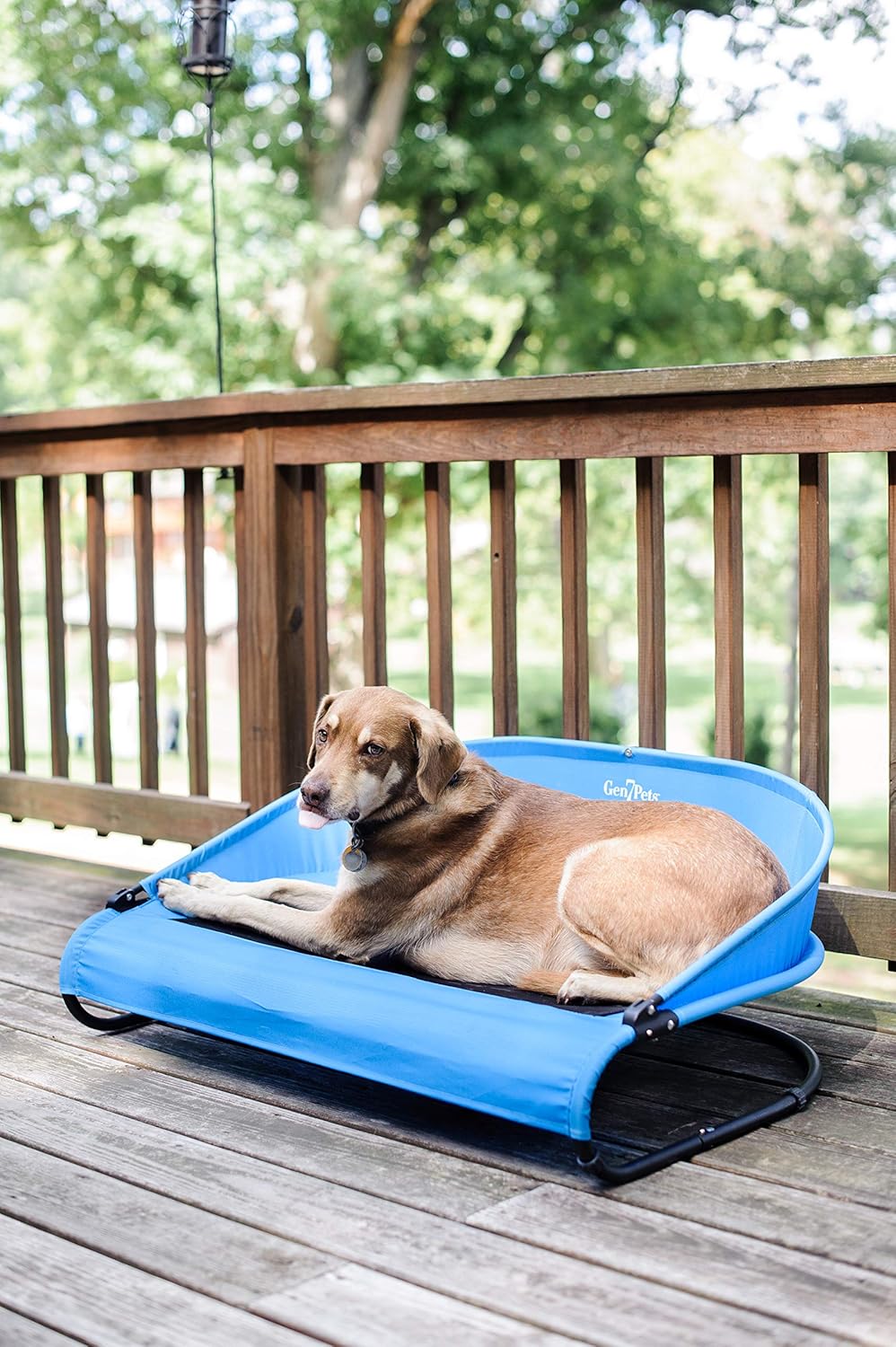 outdoor dog cot blue w/ dog