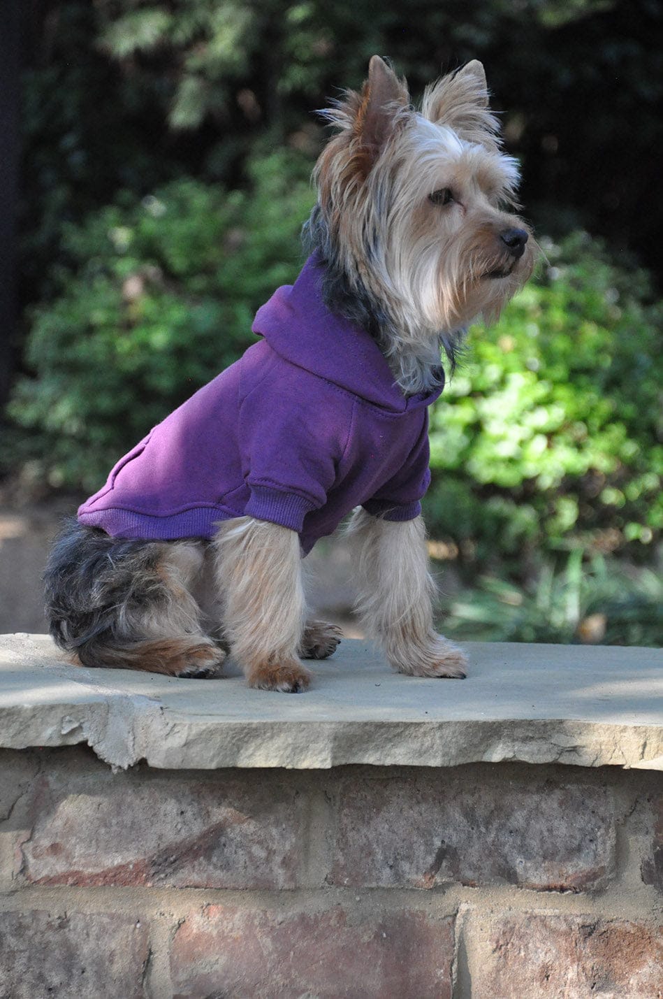 strtch fit purple dog hoodie with pocket