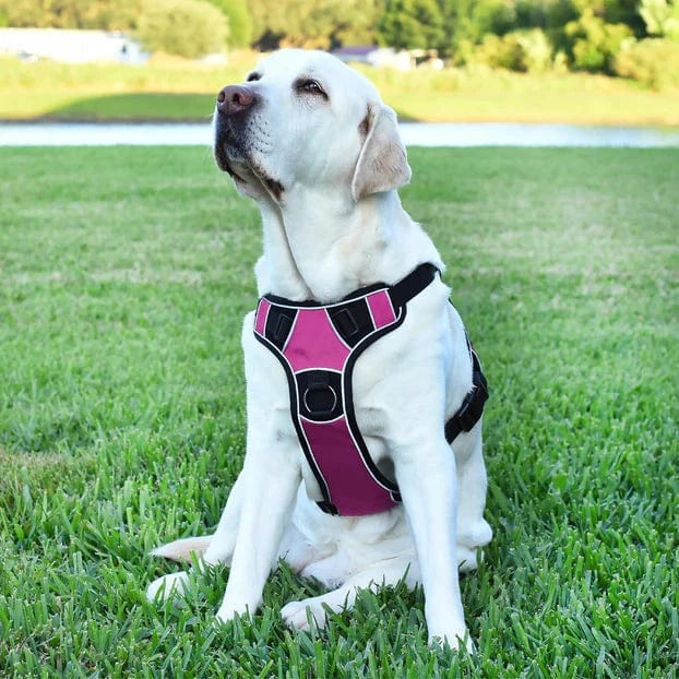 No Pull Dog Harness