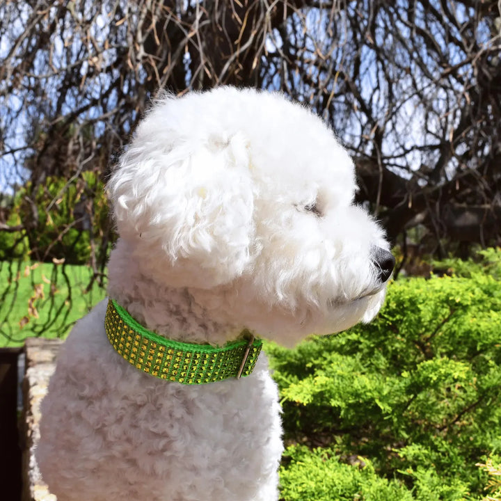Green Rhinestone Dog Collar