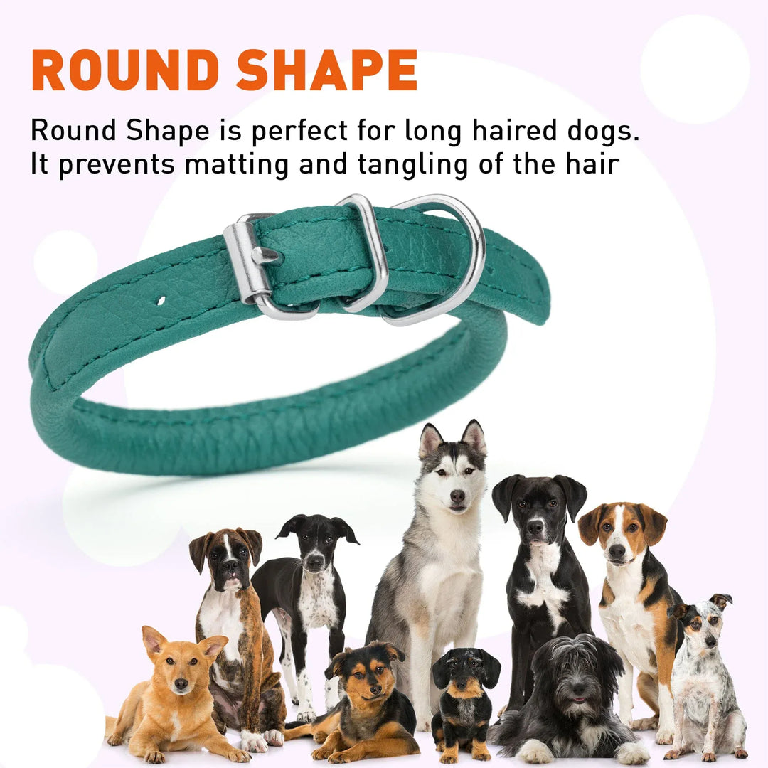 Rolled Leather Dog Collar - Teal