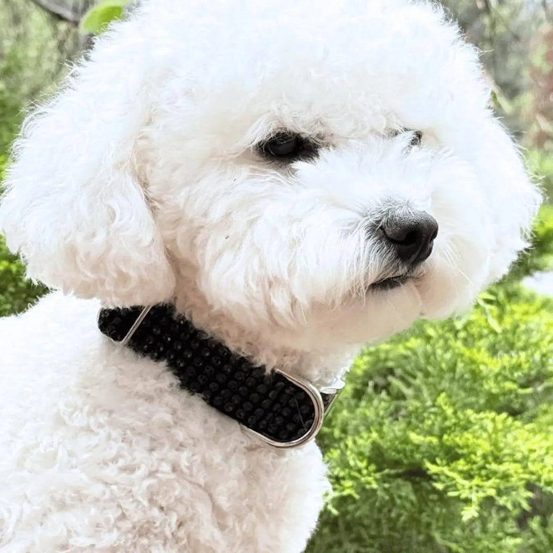 Black Rhinestone Collar or Lead