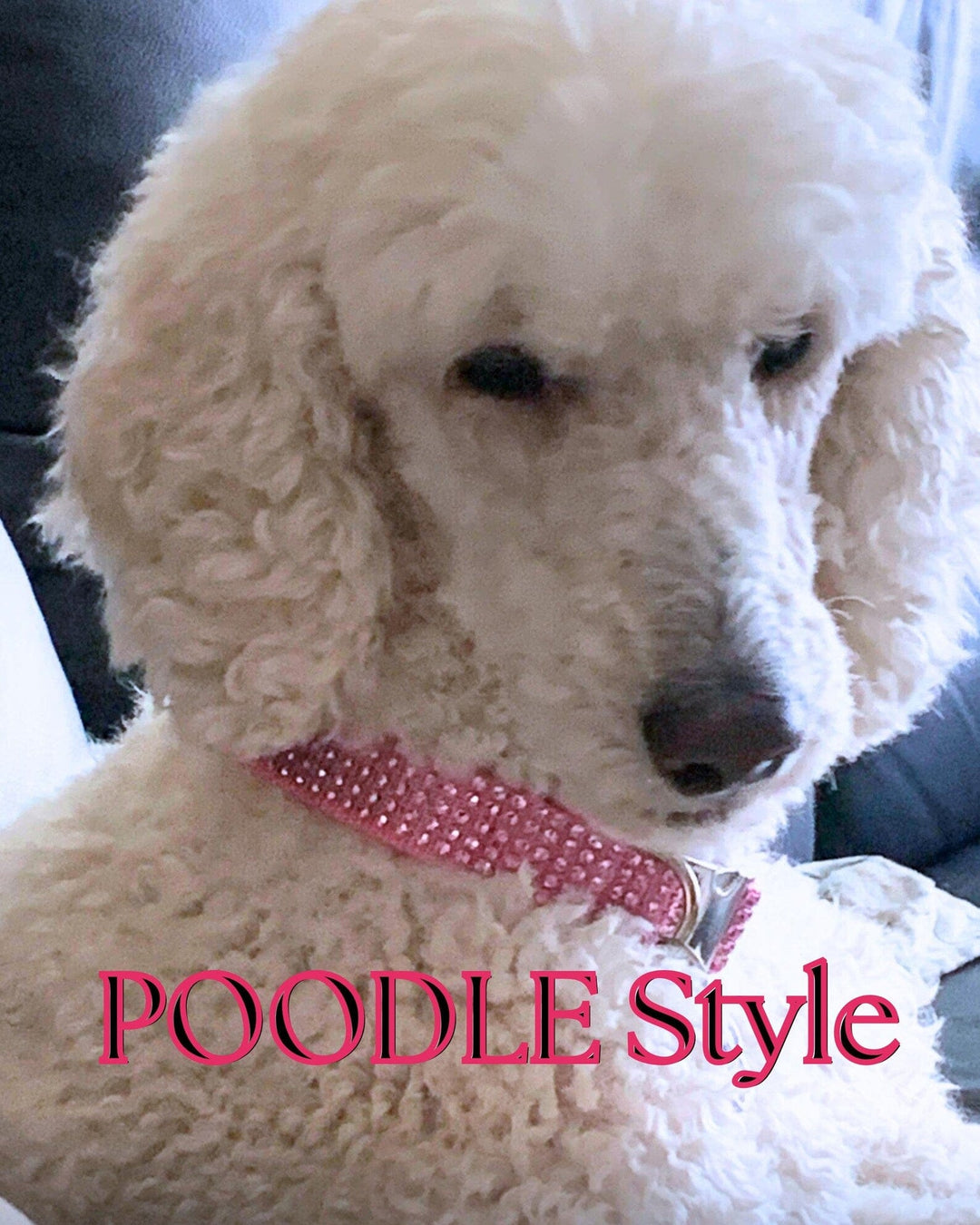 pink rhinestone collar