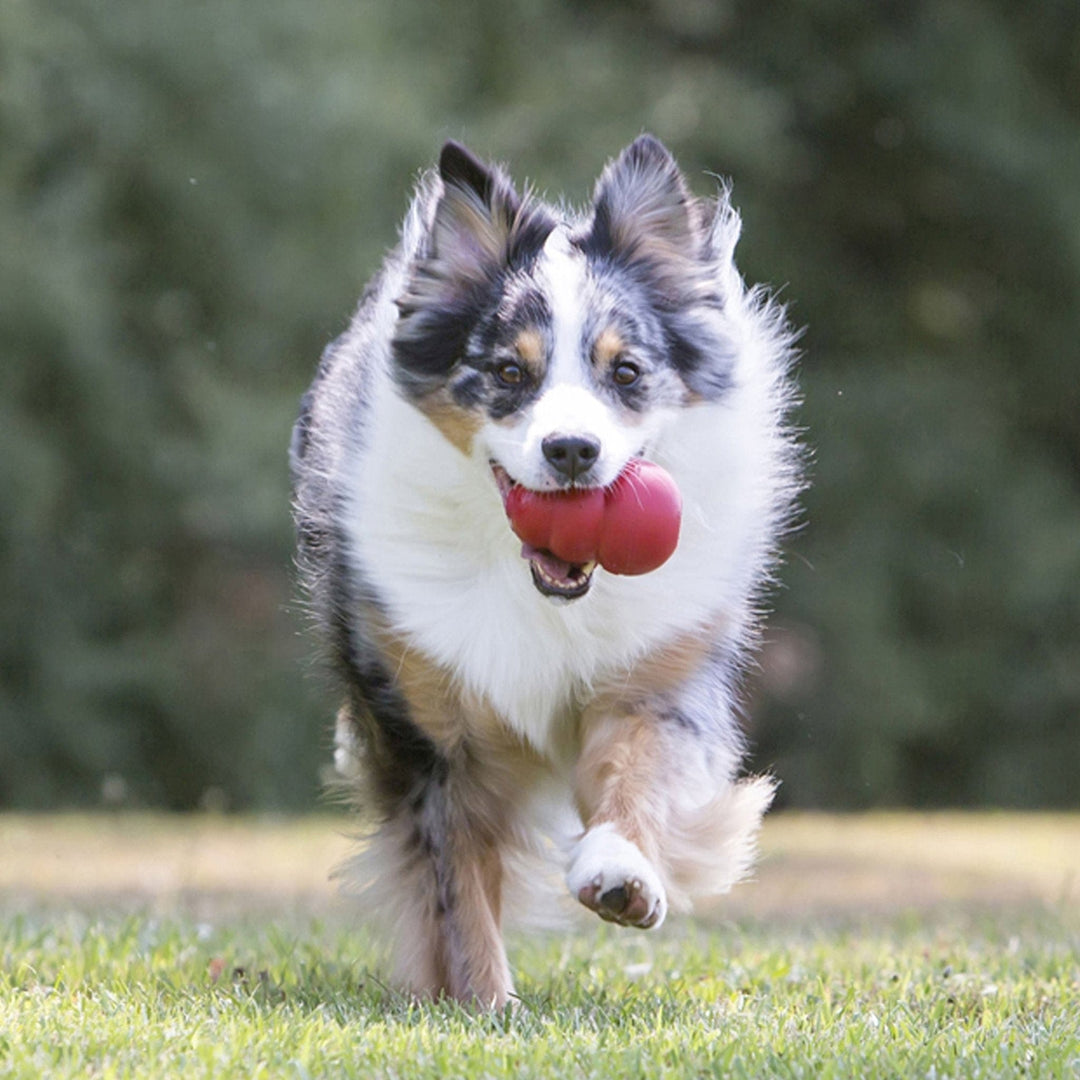 natural rubber kong dog toy