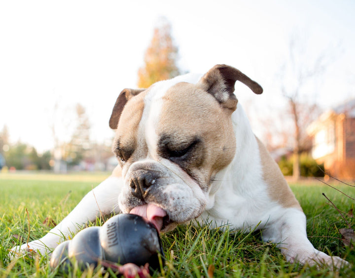 extreme kog dog toy for advanced chewers