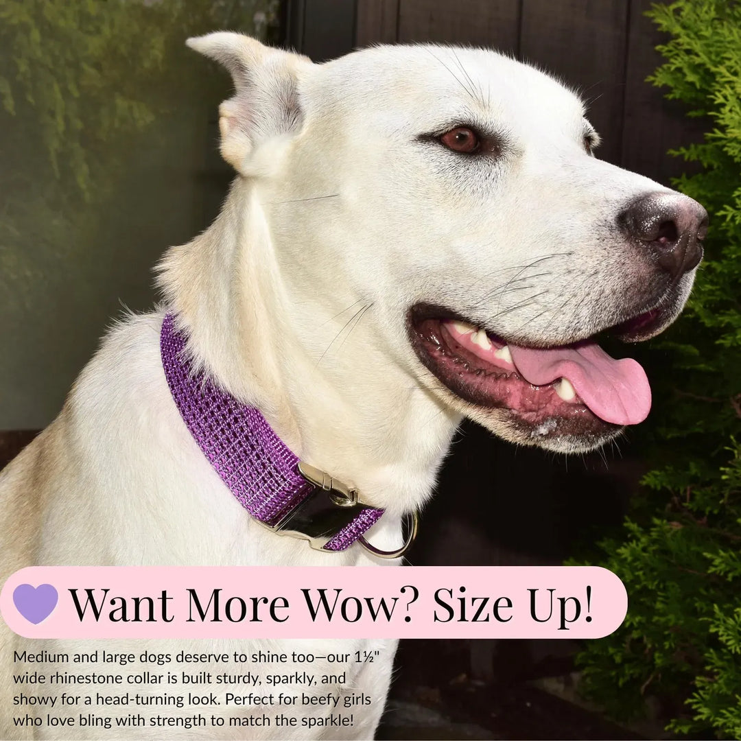 rhinestone collar for big dogs