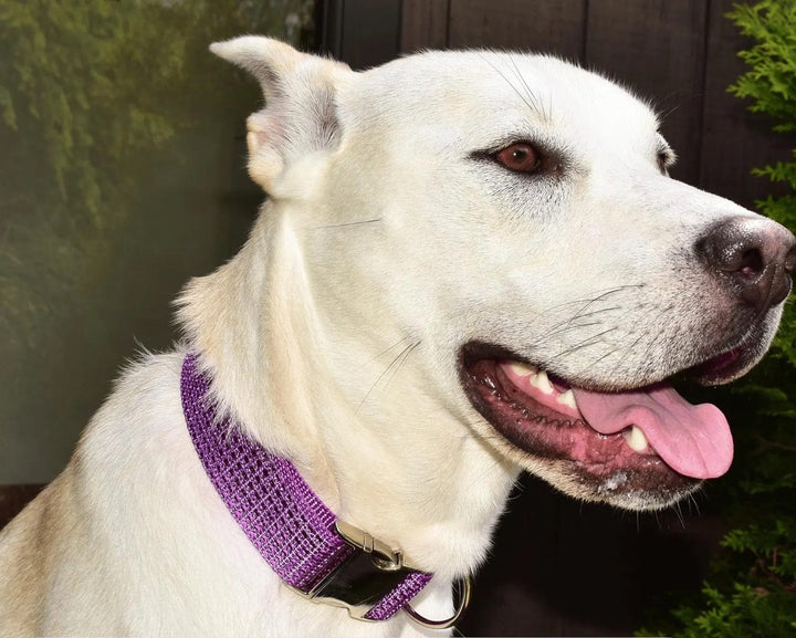 purple 1.5 wide rhinestone dog collar