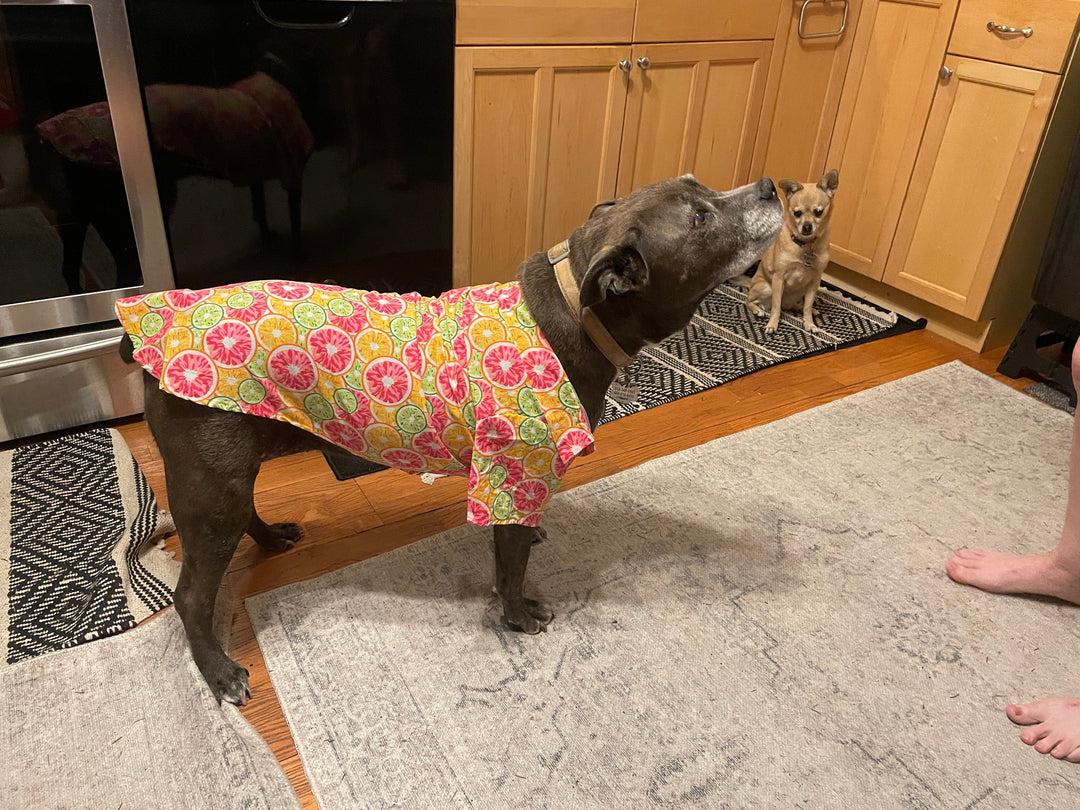 XXL size shirt on pitbul