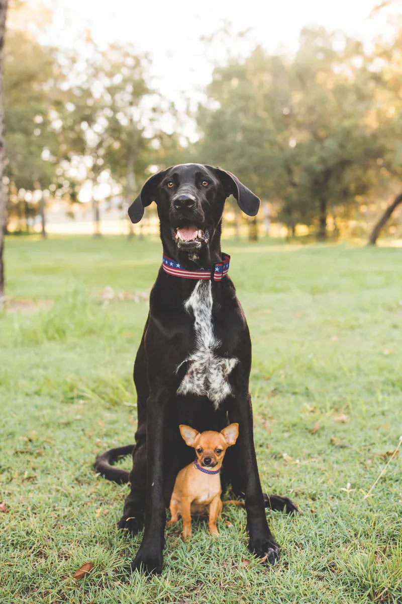 1.5 in. Wide American Large Dog Collar
