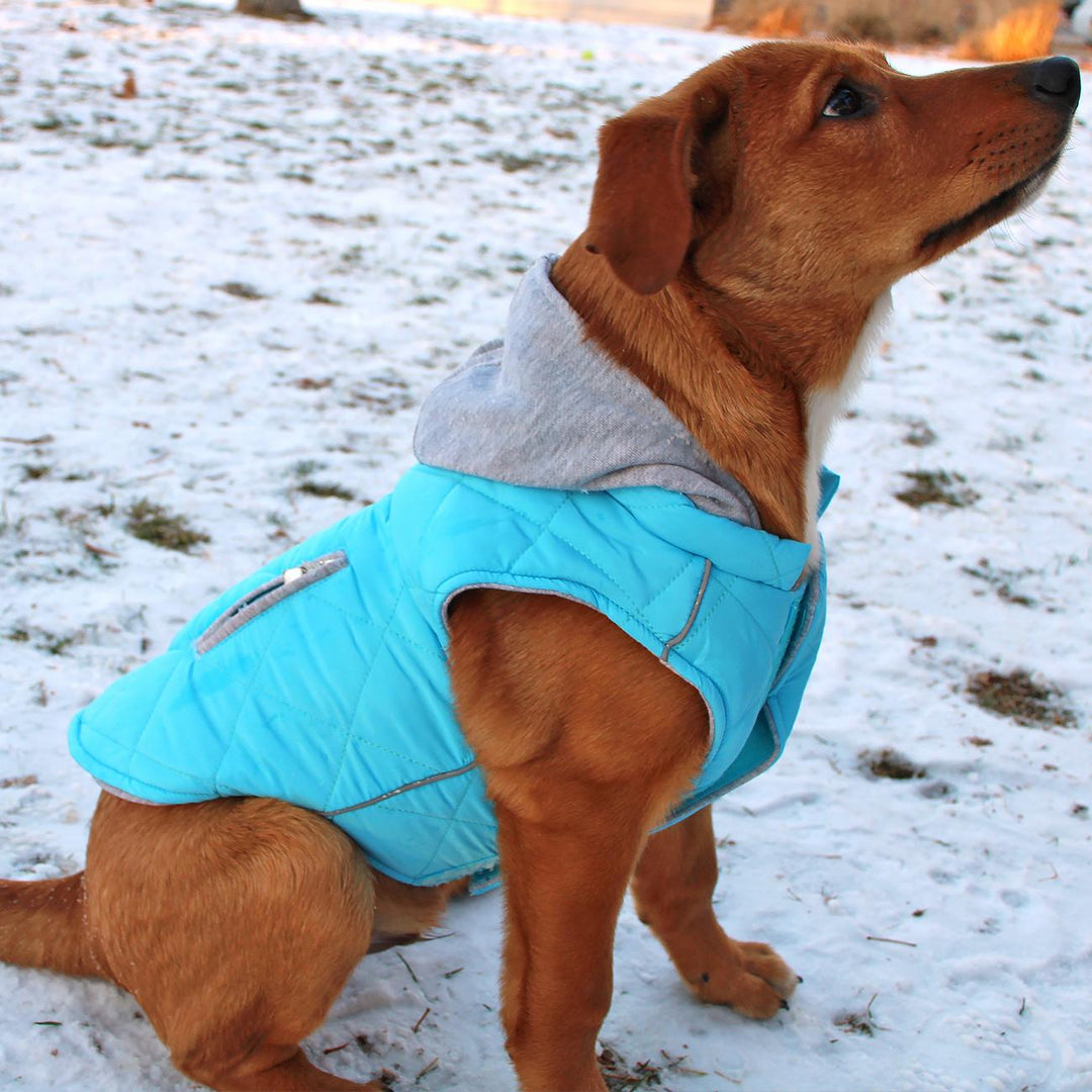 Light Blue Fashion Dog Hoodie