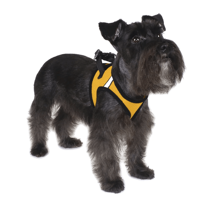 dog with yellow mesh harness