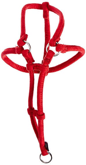 combo harness-dog-lead-orange