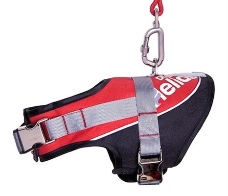 comfort leash and harness set